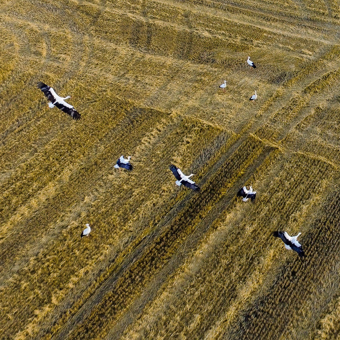 Irmanto Gelūno / 15min nuotr./Gandrai ruošiasi kelionei į šiltus kraštus