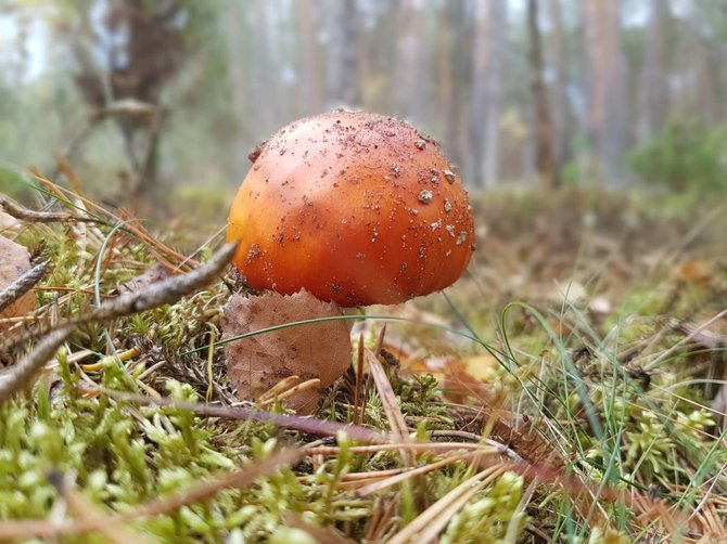 Sauliaus Chadasevičiaus / 15min nuotr./Asociatyvi iliustracija: nuodingas grybas