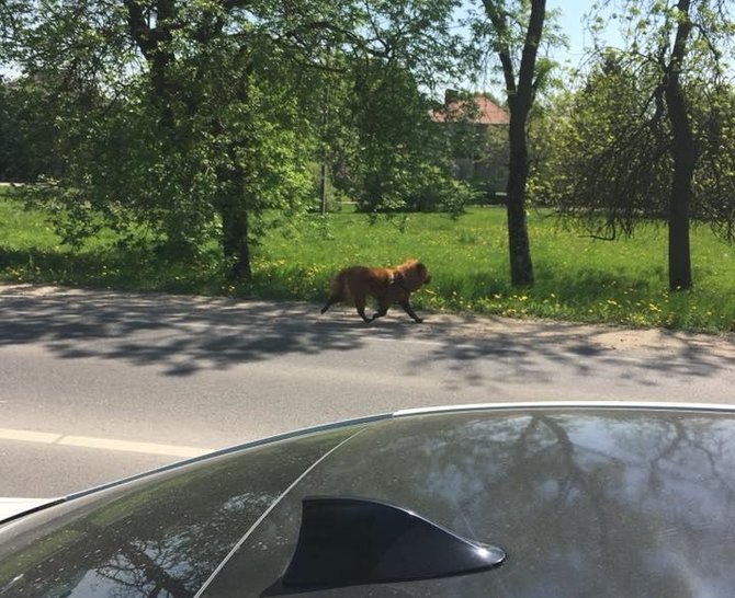 Nuotrauka iš „Facebook“/Pasimetęs šuo gegužės 10-ąją buvo užfiksuotas Domeikavoje, Vandžiogalos g.