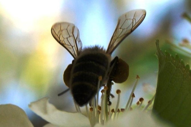 Alvydo Tamošiūno nuotr./Besidarbuojanti bitė