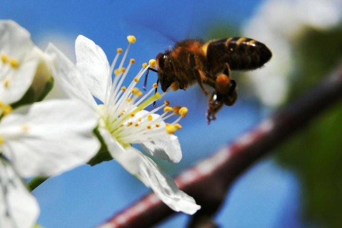 Alvydo Tamošiūno nuotr./Besidarbuojanti bitė