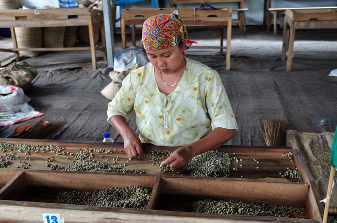 Vida Press nuotr./Moteris darbuojasi kavos ūkyje Indonezijoje
