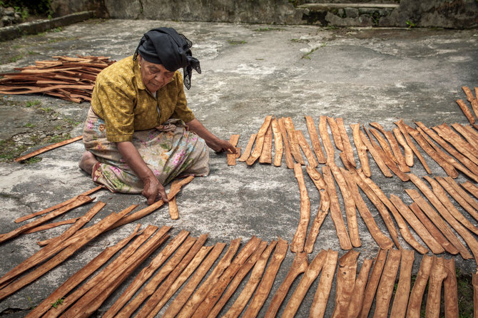 Vida Press nuotr./Cinamono žievė ruošiama džiovinimui Indonezijoje