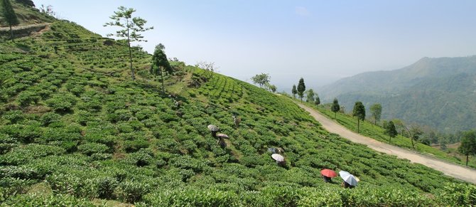 „Skonis ir kvapas“ archyvo nuotr./Darjeelingo arbatos sodai