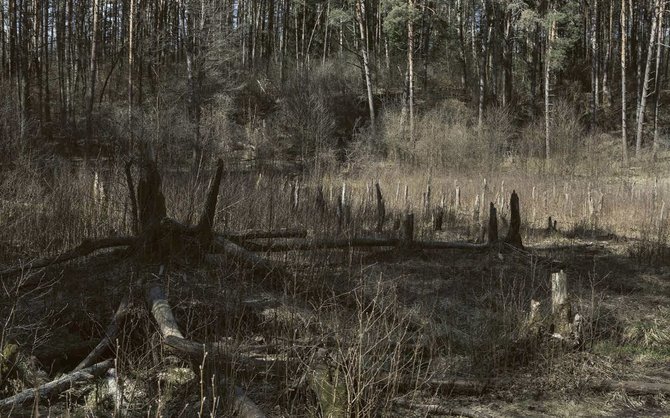 Augio Narmonto nuotr./Grybų paieškos šaltuoju sezonu