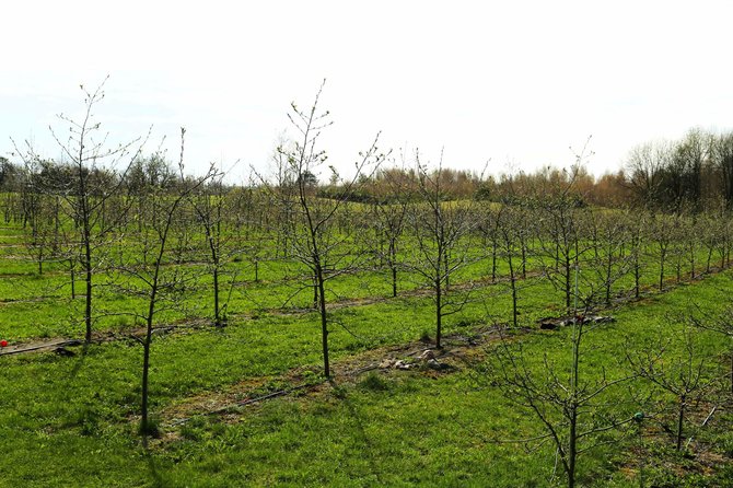 Organizatorių nuotr./Šermuksnių medeliai