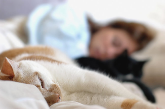 Vida Press nuotr./Mieganti moteris ir katės