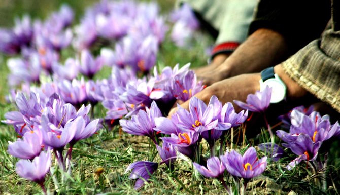 Vida Press nuotr./Augalas crocus sativus