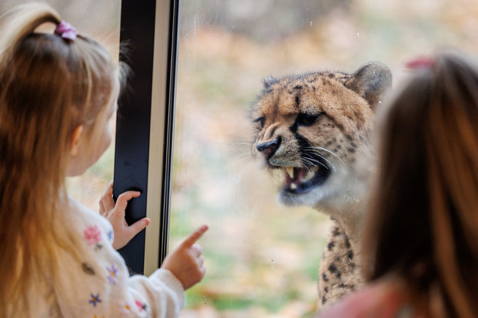 Eriko Ovčarenko / BNS nuotr./Atsinaujinęs Lietuvos zoologijos sodas