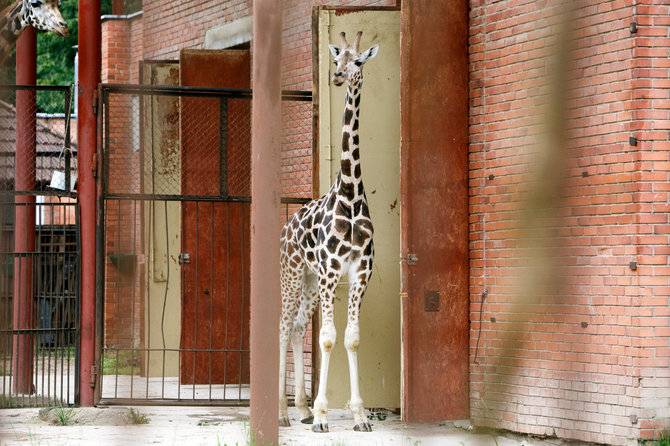 Eriko Ovčarenko / 15min nuotr./Į zoologijos sodą atgabenta žirafa