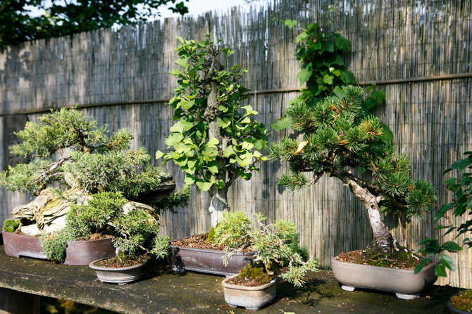 Eriko Ovčarenko / 15min nuotr./Bonsai oazė Kęstučio Ptakausko namuose