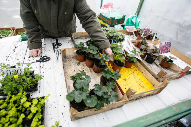 Eriko Ovčarenko / 15min nuotr./Gėlių daigų pardavėja