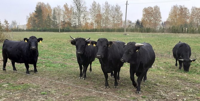 Dexterių Ūkis nuotr./Šiuo metu ūkyje yra 8 deksteriai