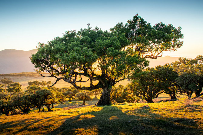 Foto Shutterstock/boschetti di alloro di Madeira