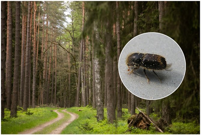 Shutterstock nuotr./Miškas / vabalas