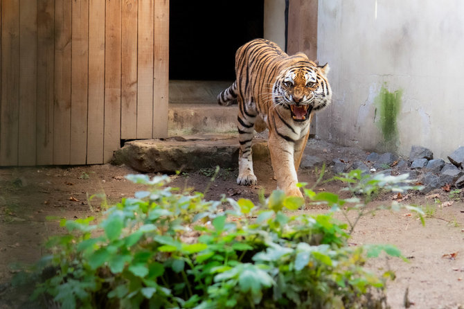 Lietuvos zoologijos sodo nuotr./Amūrinė tigrė Naya 