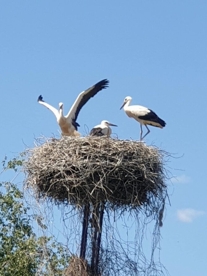 Asmeninė nuotr./Kauno rajone, Šlienavoje, gyvenančių Genovaitės ir Evardo sodyba – tikras gandrų rojus