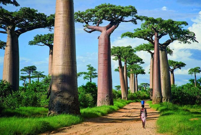 260 metrų ilgio baobabų alėja leis pasijusti pasakų herojumi.