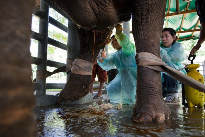 123rf.com nuotr./Pirmoji pasaulyje dramblių ligominė Tailande, kur laukiami savanoriai.