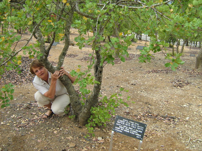 Iga Makutėnienė prie šeimos medžio Izraelyje