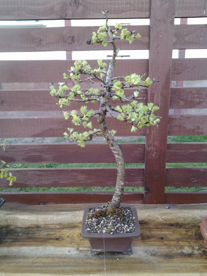 Bonsai gali būti auginami lauke