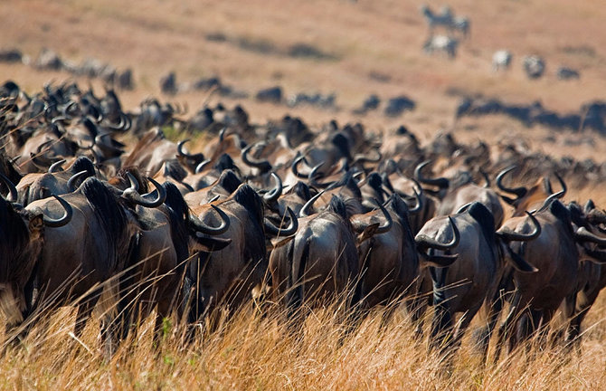 Nacionalinis Masai Mara rezervatas