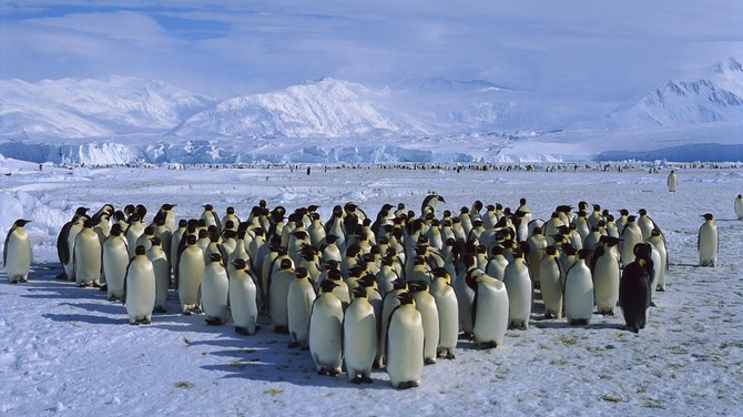 Kelioniuakademija.lt nuotr./Pingvinai Antarktidoje