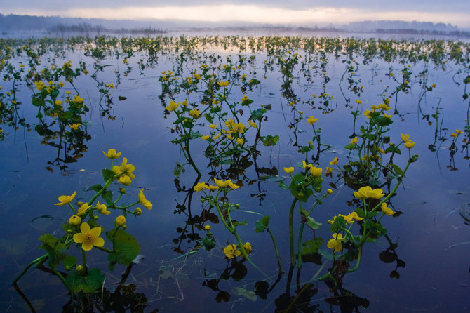 Bialovesko nacionaliniame parke pavasarinės gėlės