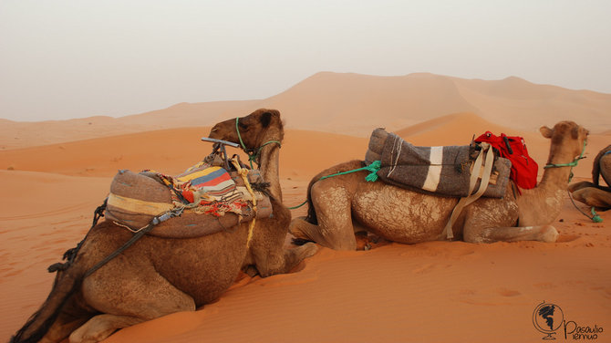 Tomo Baranausko nuotr./Maroko dykumos senbuviai – kupranugariai