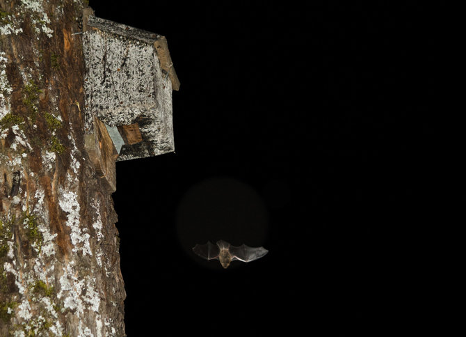 Nerijaus Žitkevičiaus nuotr./Šiame inkile gyvena 61 šikšnosparnis