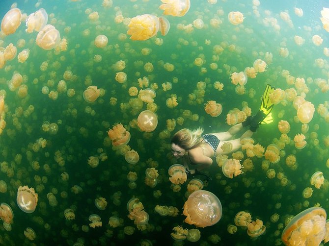 Palau saloje plaukioti tarp medūzų nepavojinga