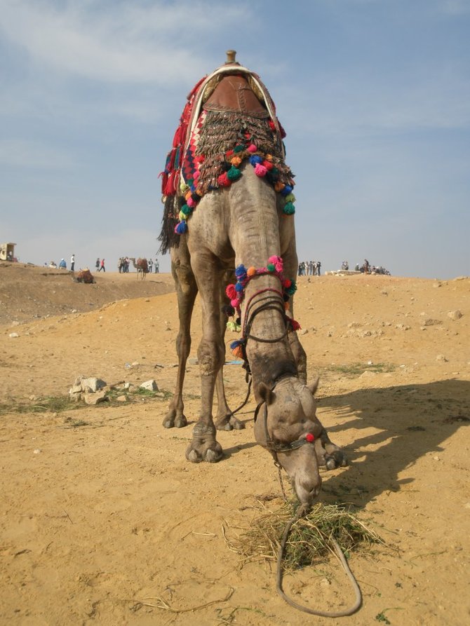 Mindaugo Sliesoraičio nuotr./Vietiniai Egipto „gyventojai“ – kupranugariai