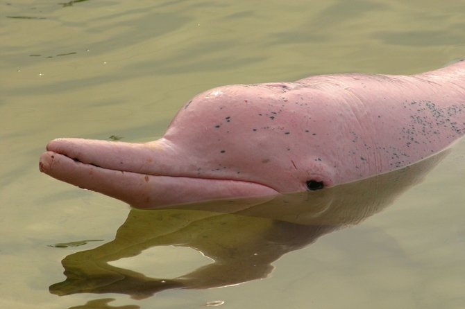 123rf.com nuotr./Retas gyvūnas – rožinis delfinas rezervate Singapūre