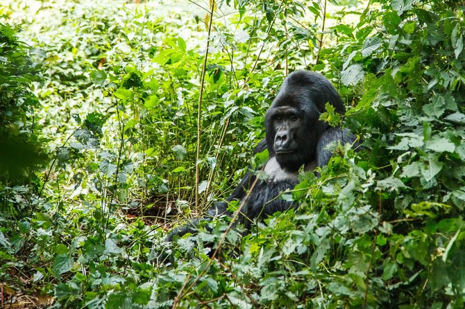 123rf.com nuotr./Ugandoje gorilos mėgaujasi laisve