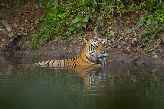 123rf.com nuotr./Tigras „Ranthambore“ nacionaliniame parke Indijoje