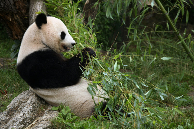 123rf.com nuotr./Savo mėgstamiausią patiekalą – bambukų stiebus – skanaujanti panda Kinijoje
