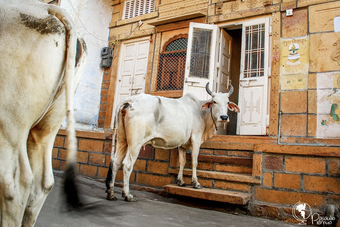 Tomo Baranausko nuotr./Daug kur Indijoje karvės yra tarsi gatvių karalienės. 