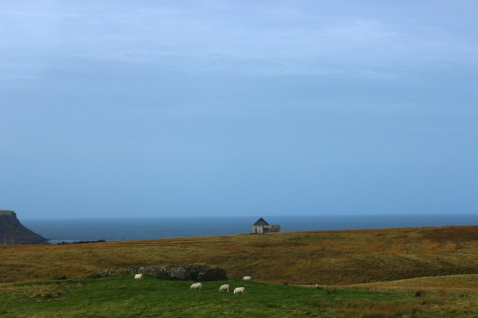 Manto Bertulio nuotr./Daugybė avių ganosi saloje