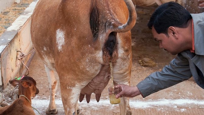 Karvių šlapimo gėrimas Indijoje vartojamas kaip vaistas