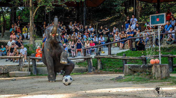 Tomo Baranausko ( „Pasaulio piemuo“) nuotr./Tailande drambliai tapo paveikslus, žaidžia krepšinį, smiginį ar futbolą