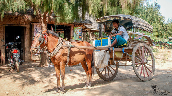 Tomo Baranausko ( „Pasaulio piemuo“) nuotr./Birmoje paplitusius dviračius arklio traukiamas vežimus išbando ir nemažai turistų