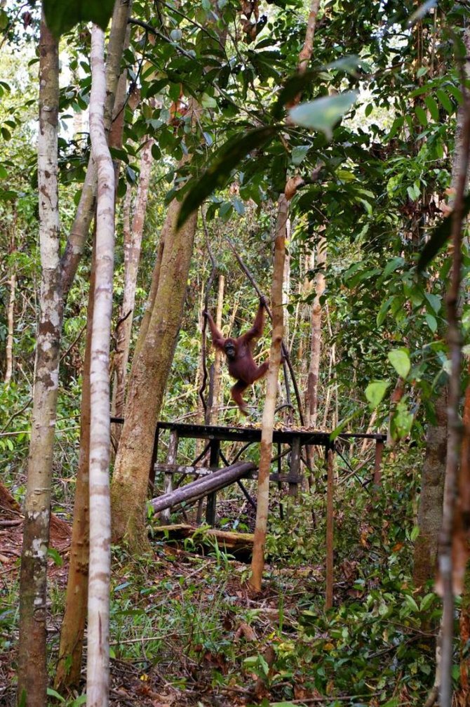 Viktorijos Panovaitės nuotr./Pirmasis pamatytas orangutangas „Tanjung harapan“ poste