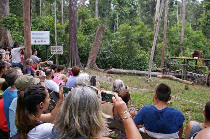 Viktorijos Panovaitės nuotr./Orangutangų stebėjimo vieta „Camp leaky“ stovykloje