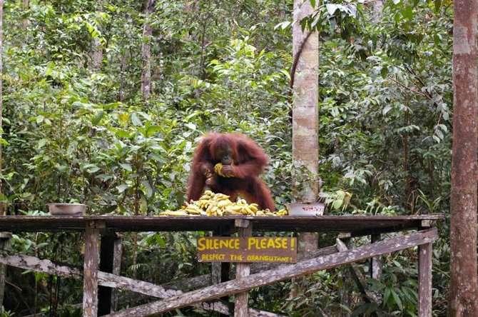 Viktorijos Panovaitės nuotr./Orangutango patelė skuba surinkti bananus, kol nepasirodė gaujos patinas.