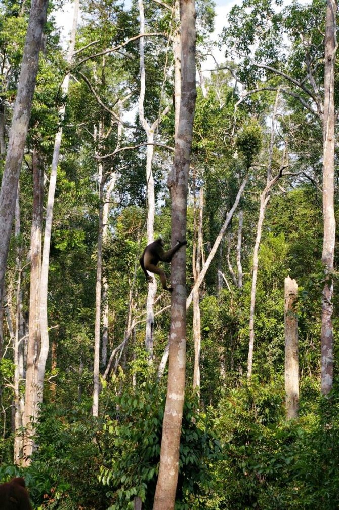 Viktorijos Panovaitės nuotr./Gibonas skuba „pavogti“ bananus iš orangutangų