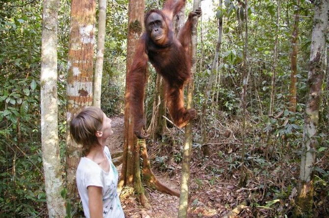 Viktorijos Panovaitės nuotr./Beprotiškai įdomu, bet kartu ir baisu stebėti orangutangą iš arti.