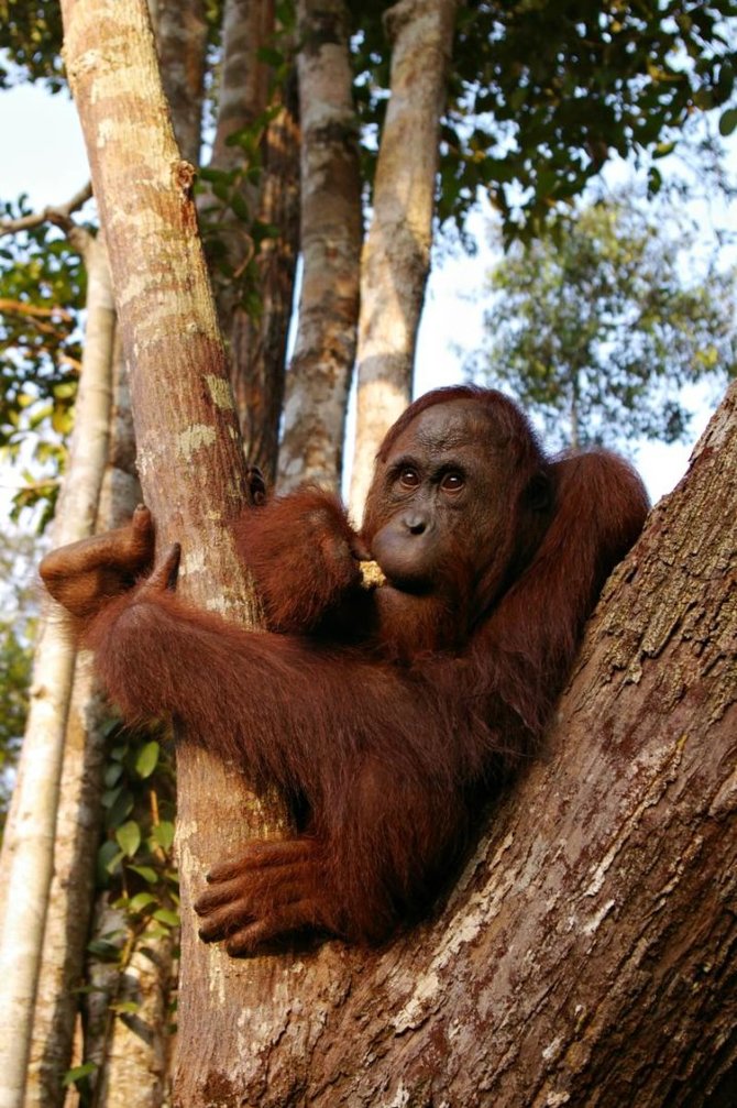Viktorijos Panovaitės nuotr./Orangutangas