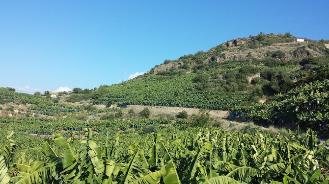 Nijolės Steponkutės nuotr./Bananų plantacija Alanijoje