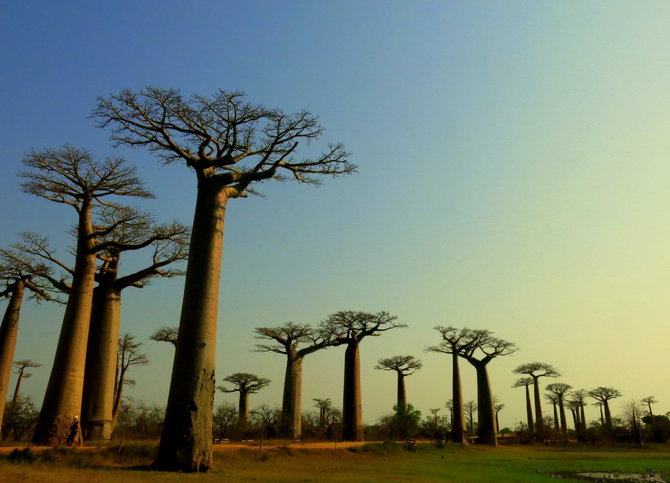 Gabrielės Štaraitės/„Travel Planet“ nuotr./Baobabų alėja Madagaskare