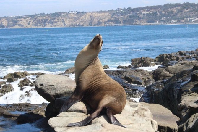 „T & G“/San Diego paplūdimiai pasižymi laukine gamta – čia gali sutikti ir ruonių